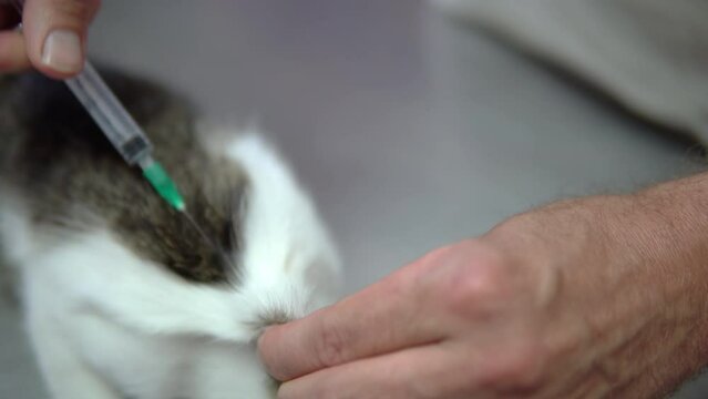 Vet makes a subcutaneous injection in the neck of the kitten. Injection before surgery or for vaccination, selective focus
