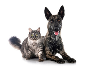 Dutch Shepherd and maine coon
