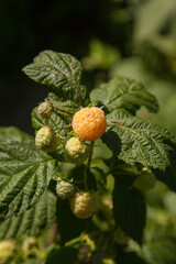 Branch with yellow raspberry in sunlight. Growing natural bush of raspberry. .