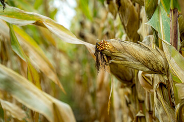 dojrzałe złote kolby kukurydzy przed zbiorami na polu