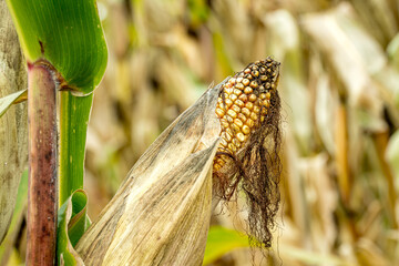 Fototapeta dojrzałe złote kolby kukurydzy przed zbiorami na polu obraz