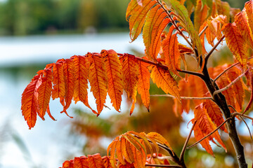 kolorowe liście na drzewie, kolory jesieni
