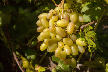Bunch of green grapes in the garden.