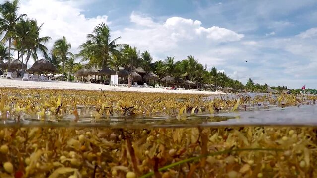 algue sargasse antilles caraibe
