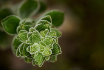 Plant of Echeveria, Recco, Liguria, Italy