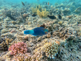 Fototapeta na wymiar Close up view of Hipposcarus longiceps or Longnose Parrotfish (Hipposcarus Harid) at coral reef..