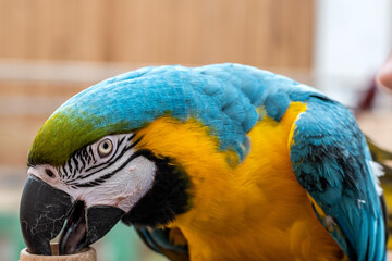 Papugarium Carmen © Marcin