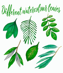 Watercolor drawn different green leaves, foliage trees leave, isolated botany, drawn botany