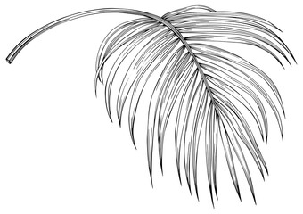 Leaf isolated on white. Tropical leaf. Hand drawn png illustration.