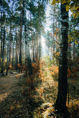Obraz premium Middle of the autumn forest. Sun is shining thru colorful leaves