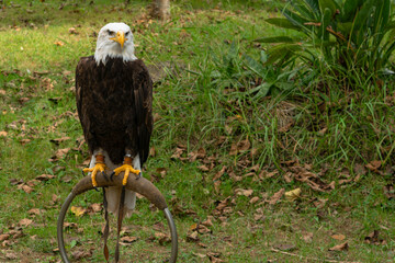 Águila calva sobre percha de cetrería