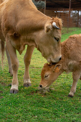 Fototapeta premium vaca lame a su ternero en la frente en un primer plano vertical de perfil