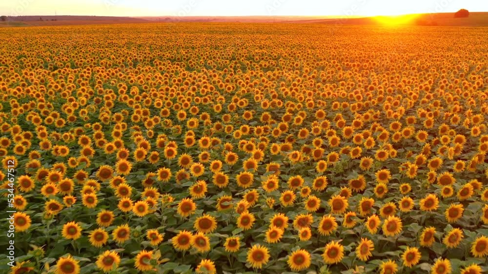 Sticker Footage of a field of yellow blooming sunflowers in the evening light.