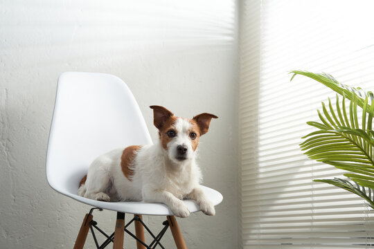 the dog on a chair sitting by the window. Jack Russell Terrier in creative workshop
