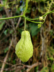 Chayote, also known as mirliton and choko. Edible plant.