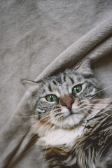 The muzzle of a striped cat looks at the camera on a blanket. Siberian kitten funny face