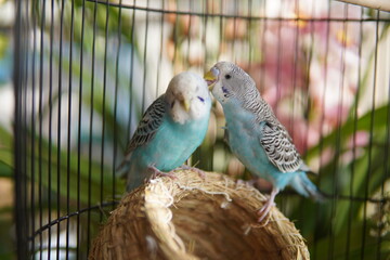 parrot couple