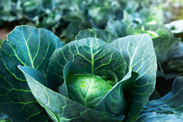 Fototapeta premium Fresh, white cabbage growing in a vegetable garden on a farm.