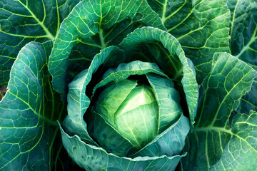 Fresh, white cabbage growing in a vegetable garden on a farm.