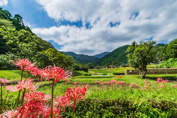 日向薬師の田園風景【神奈川県・伊勢原市】