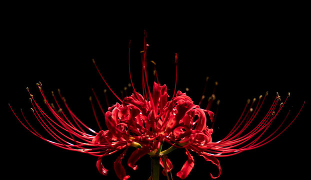 【秋】彼岸花　Red Spider Lily
