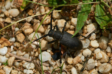 Schwarzer Weberbock (Lamia textor)	