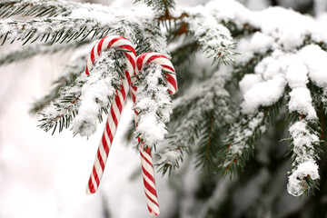 Christmas candy canes hanging on a fir tree branch covered with snow. Fairy winter forest, background for New Year celebration, cold weather