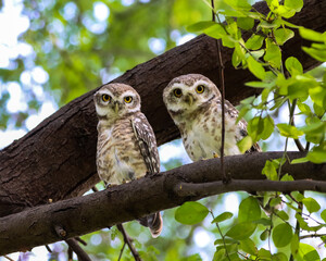 Everything will be Owl-Right!

Set of owlets spotted in the wilderness of Keoladeo National Park - Bharatpur - Rajasthan - India.

Although nocturnal, they do tend to get curious looking at the camera