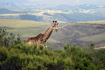 giraffes in the mountains of South Africa