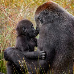 mom and baby gorilla © fotografie4you.eu