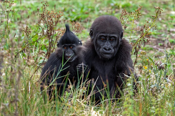 baby gorilla with a different ape spieces as a friend