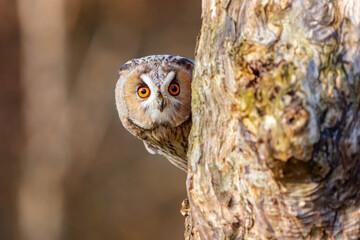 long-eared owl peeping behind a tree