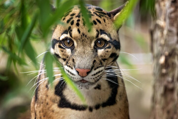 Fototapeta clouded leopard portret obraz