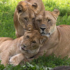 Obraz na płótnie Canvas 3 young lions