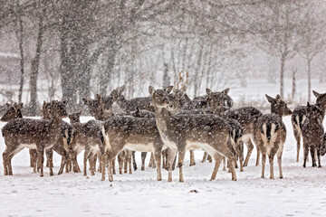 group of deer in the snow