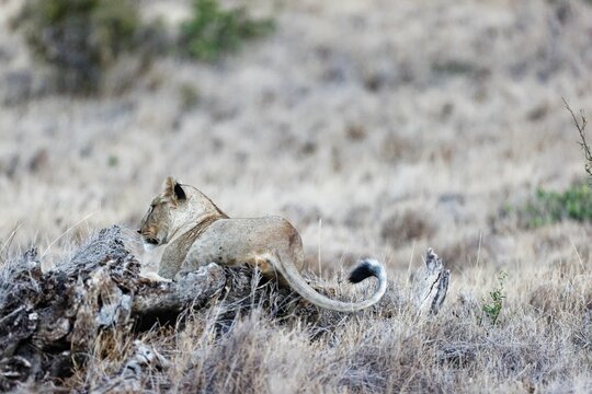 Lioness resting on a big fallen tree trunk on the grassland in Lewa Wildlife Conservancy, Kenya