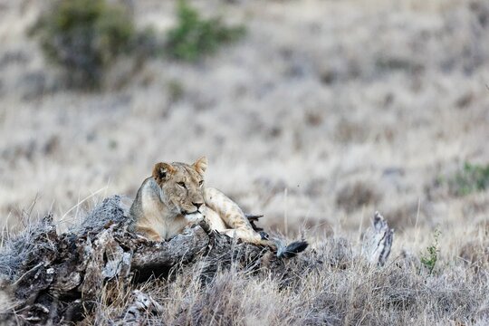 Lioness resting on a big fallen tree trunk on the grassland in Lewa Wildlife Conservancy, Kenya