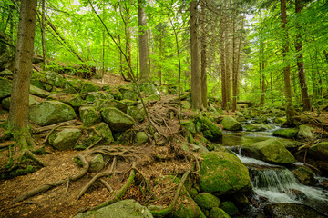 small mountain river in the green forest