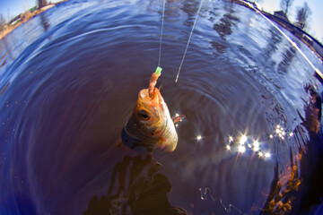 Trink Noun. Catching The Redfin (Scardinius erythrophthalmus) on the river with a fishing rod. Freshwater fish float fishing and ledgering. The fisheye lens is used