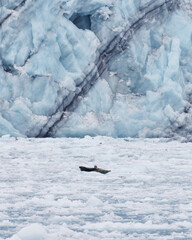 a harbor seal in fron of glacier in alaska global warming glacier cruise last frontier