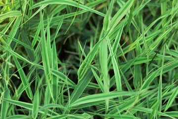 Fototapeta na wymiar Photo abstract background green striped grass sedge