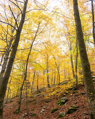 autumn forest in the morning