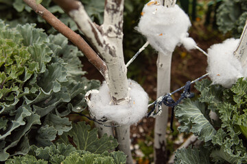 Hunting belt for trees made of cotton wool from pests. Protection of apple trees from pests