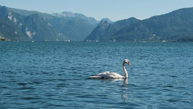 A big beautiful swan slowly swims in a clear blue lake river. Panoramic bay beach coast view with huge mountains and boats and castle in the background. Clear sunny summer day, proud wild animal shot