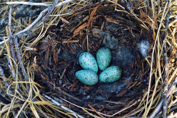 Nidology, study of birds nest. Hooded crow (Corvus cornix) nest. Clutch of 4 eggs. Hatching tray is...