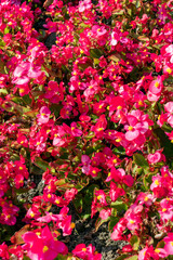 Begonia semperflorens an annual summer flowering plant with a red, pink summertime flower commonly known as wax begonia, stock photo image