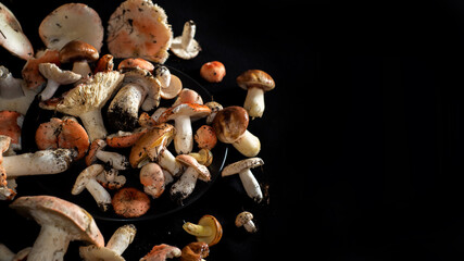 Various edible mushrooms collected in the forest. Sustainable lifestyle. Harvesting mushrooms in the autumn forest