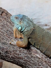 Iguane