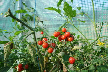 Pomidory koktajlowe w szklarni. Szklarnia, pomidory. Cocktail tomatoes.