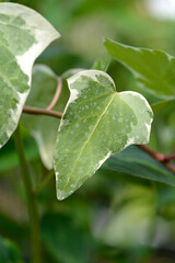 Algerian ivy Glorie de Marengo